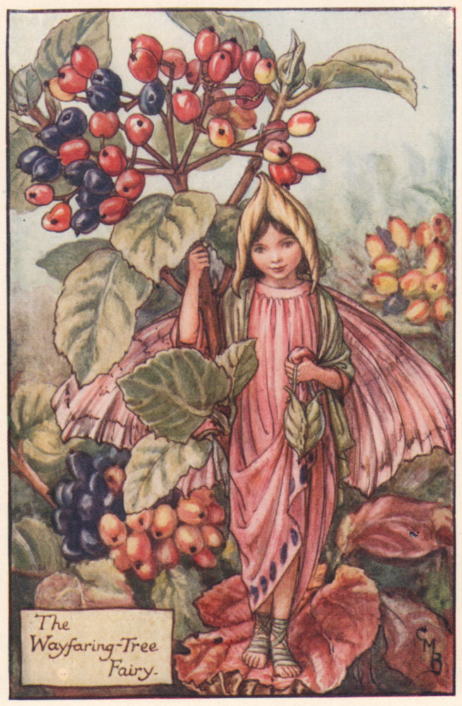 Wayfaring-Tree Fairy by Cicely Mary Barker. Autumn Flower Fairies c1935 print